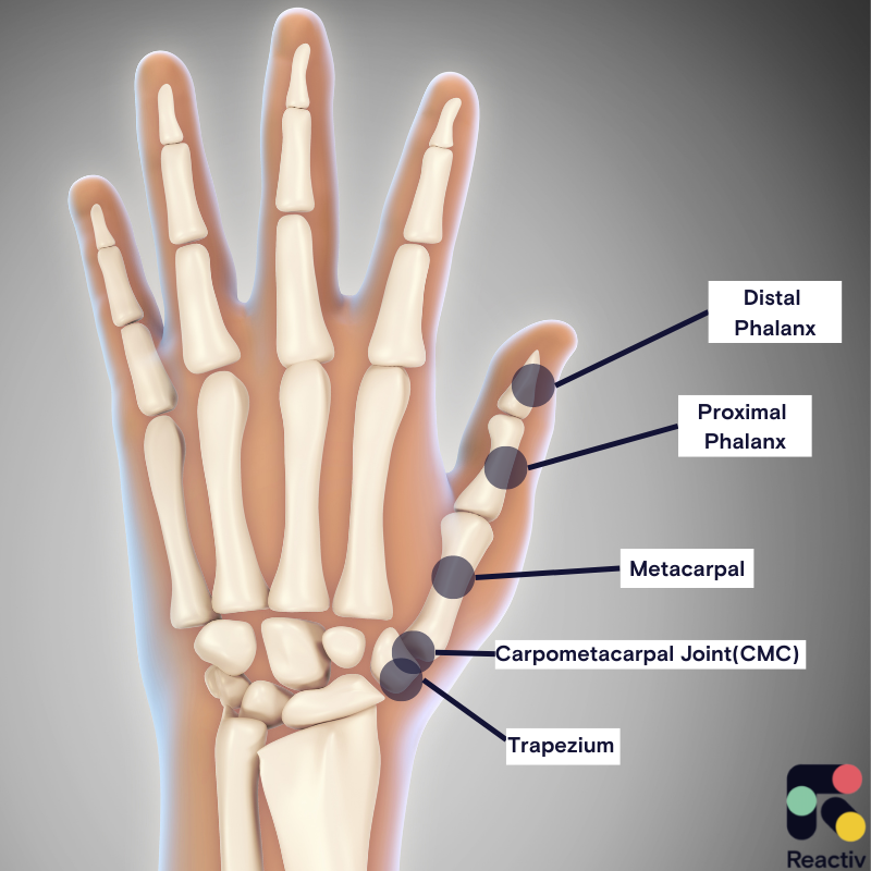 Surgery for thumb arthritis: Thumb Anatomy